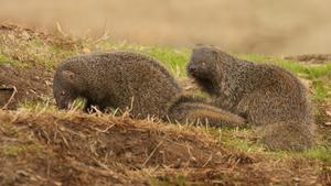 Ejemplares de meloncillo, fáciles de observar en el campo al ser animales diurnos.