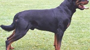 zentauroepp14580831 perro perros peligrosos agresivos raza rottweiler180103093327
