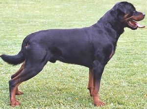zentauroepp14580831 perro perros peligrosos agresivos raza rottweiler180103093327