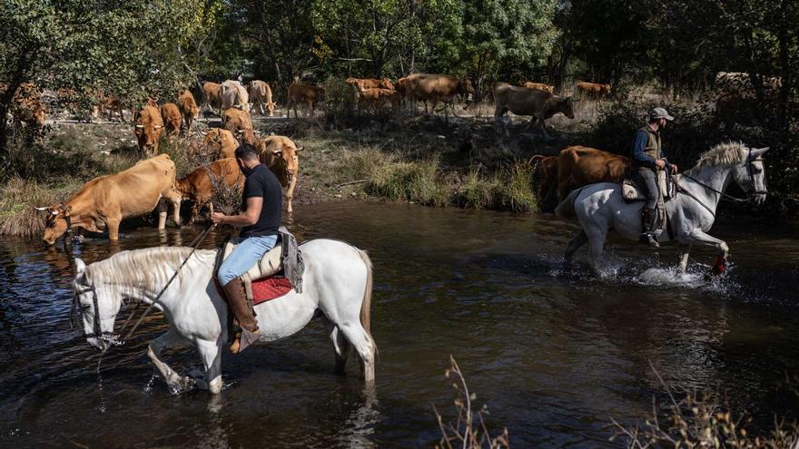 De Valdeinfierno a casa: el regreso del ganado en Sanabria