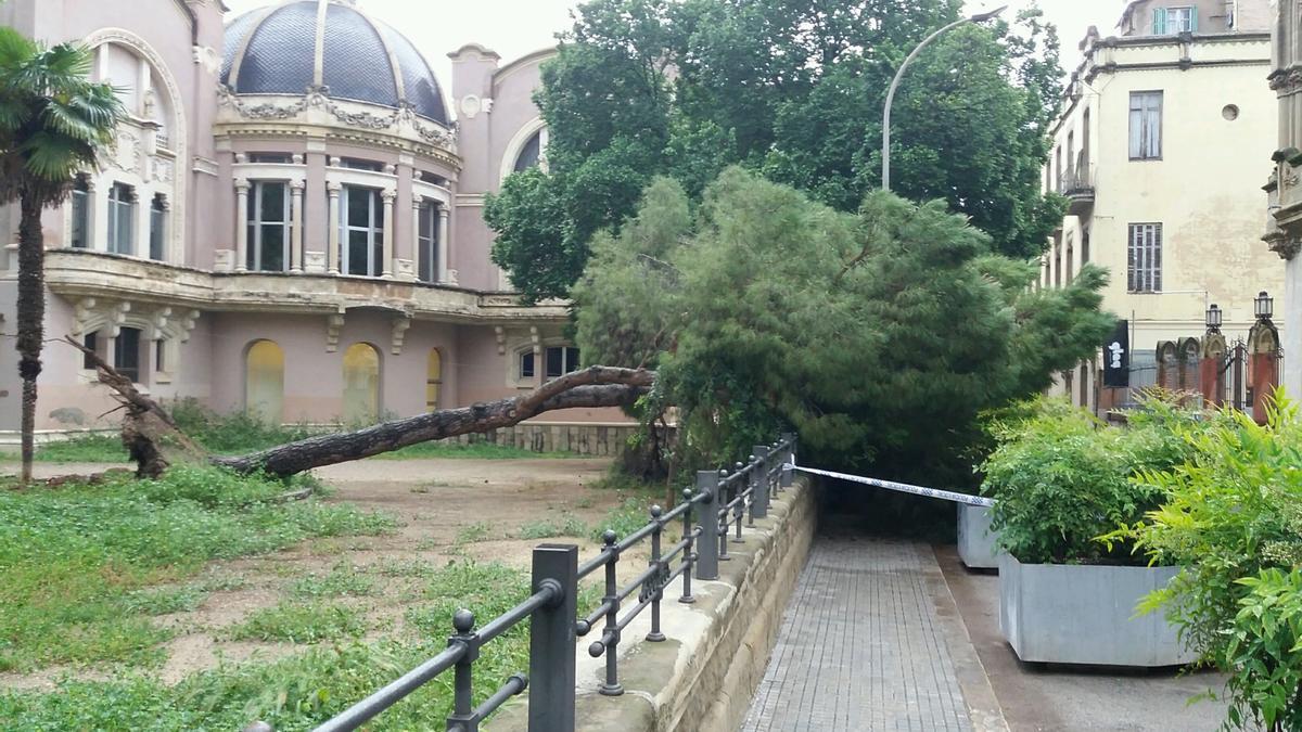 Imatge d&#039;arxiu d&#039;un arbre caigut al patí de la biblioteca Casino de Manresa