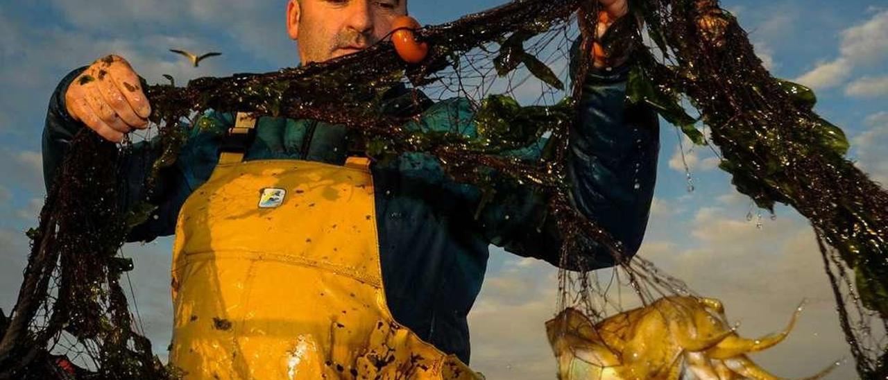 Pesca de cefalópodos con trasmallo en aguas de Cambados. // Iñaki Abella