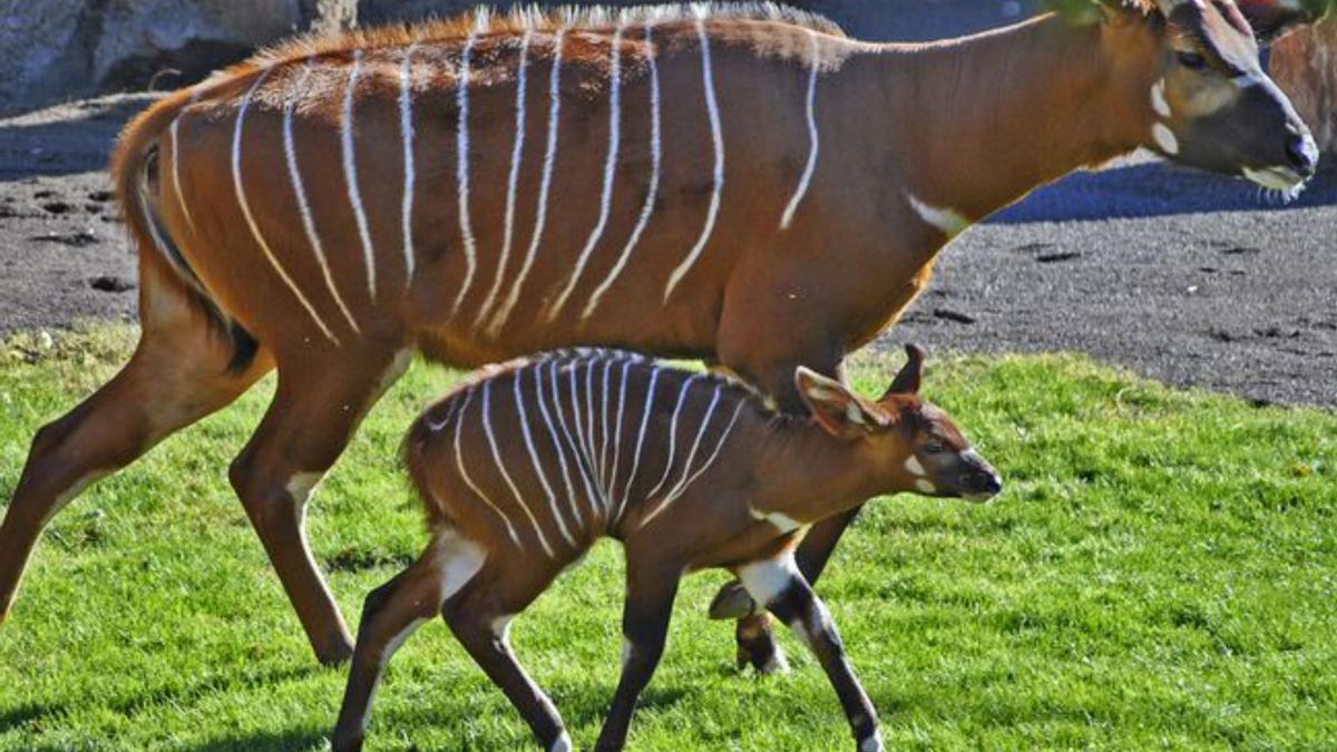 Un nuevo arca de Noé en València | FOTOS DE BIOPARC