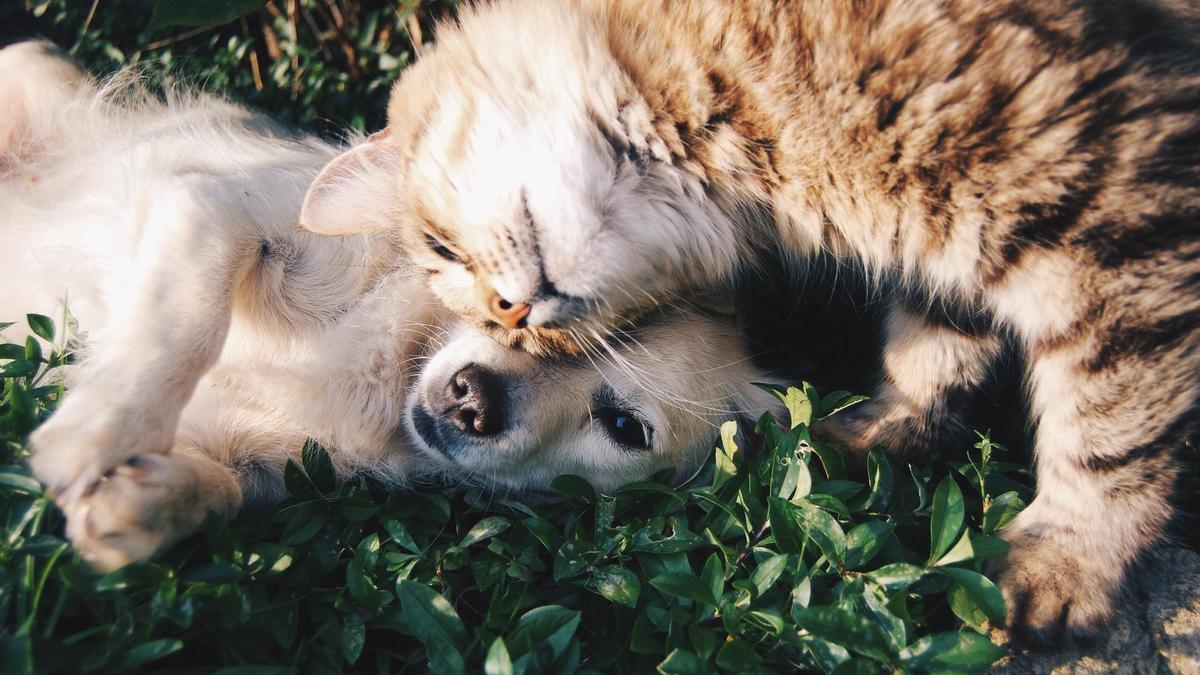 Hay razas de perros que pueden hacerse amigas de los gatos.