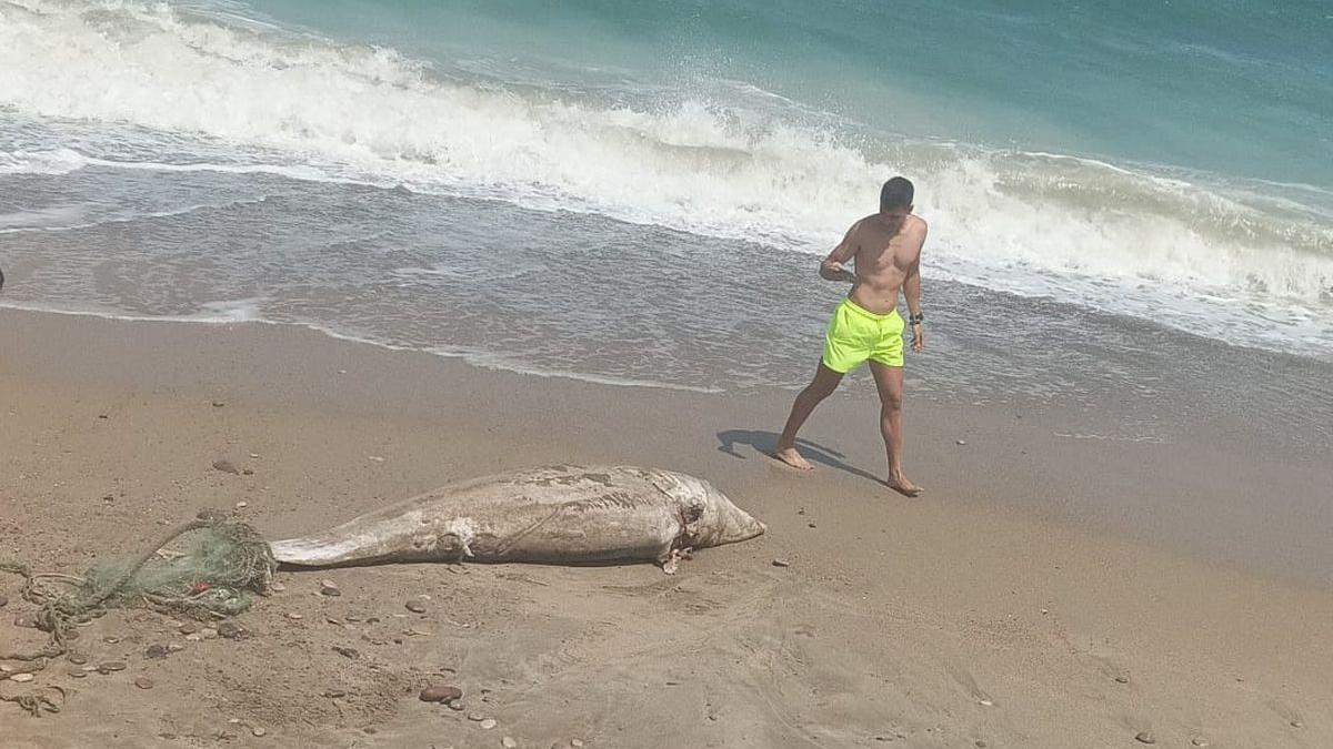 Varios bañistas fueron testigos de la aparición del cadáver del delfín en Almassora