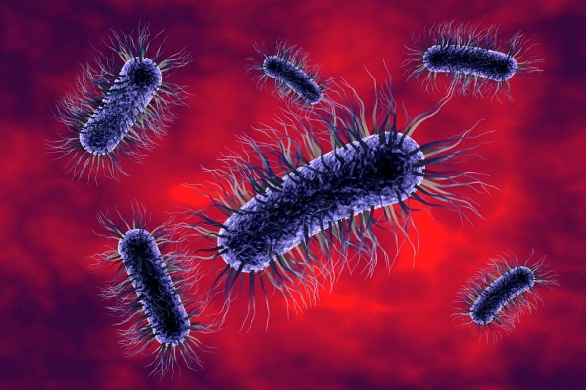 Las bacterias multirresistentes, una preocupación creciente