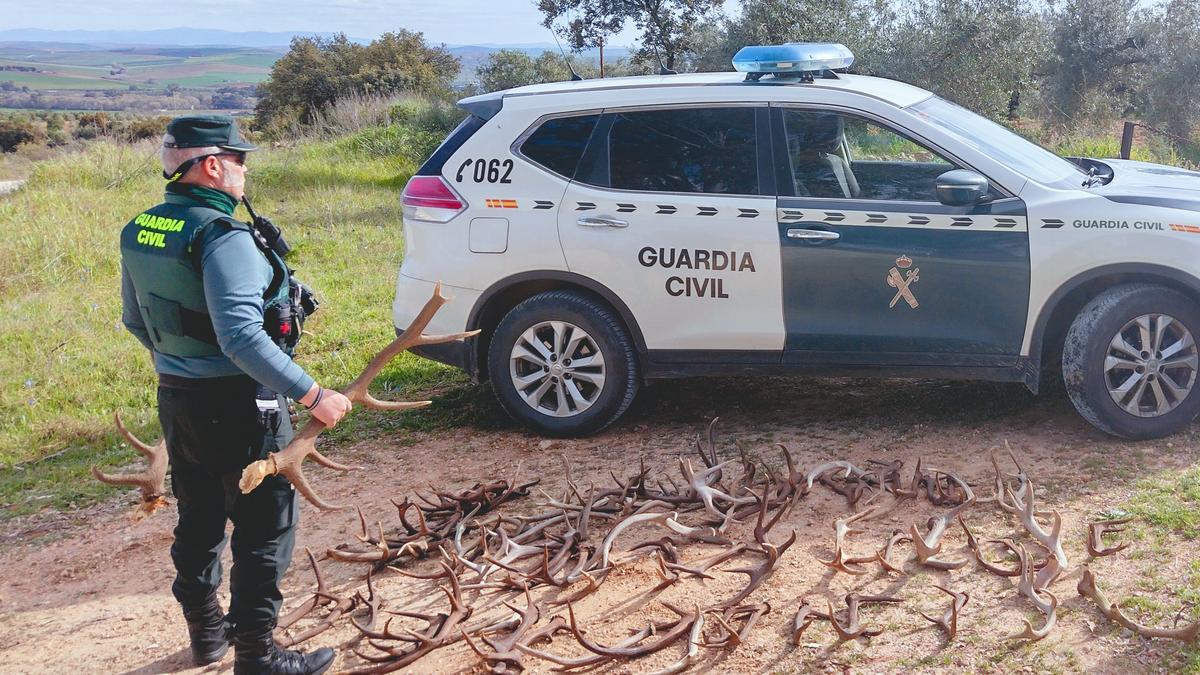 Imagen de las cuernas recuperadas en San Rafael de Navallana.