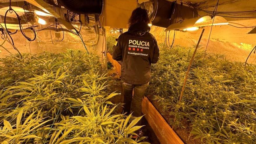 Detenen un home per cultivar 1.634 plantes de marihuana en una nau de Gironella