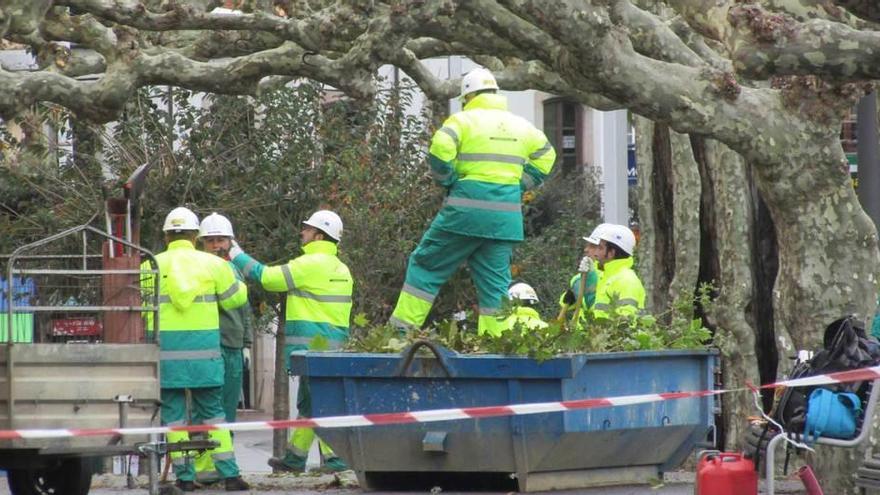 Concluye la poda de los árboles del parque de Llanes