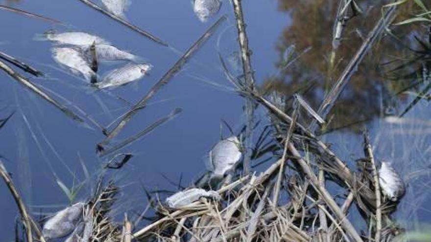 L'Alcúdia analiza el agua del Magro para buscar el origen de la mortandad de peces