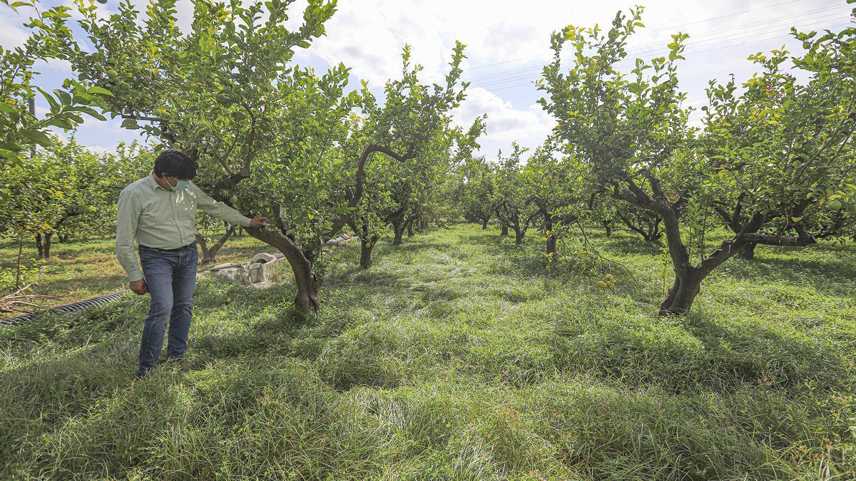 Biodiversidad. Las fincas dedicadas a la producción en ecológico concentran una mayor biodiversidad al no emplearse productos químicos para el tratamiento de plagas   ni herbicidas artificiales. Como resultado, el color verde se extiende por las parcelas.