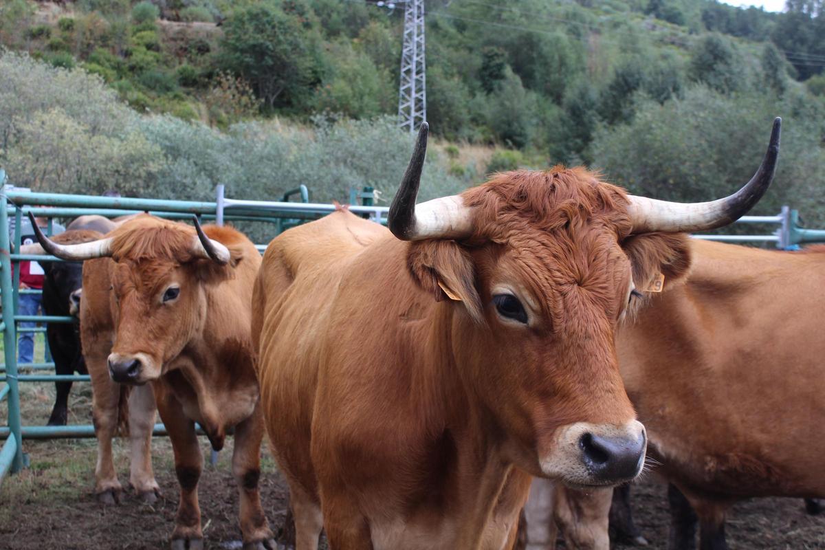 Cabezas de ganado de la ganadería Bruña