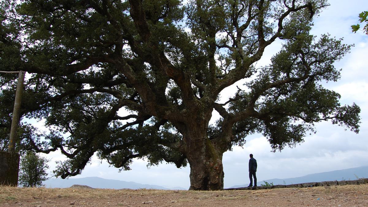 La enorme “sobreira” centenaria del mirador del monte de A Peneda, en Redondela.