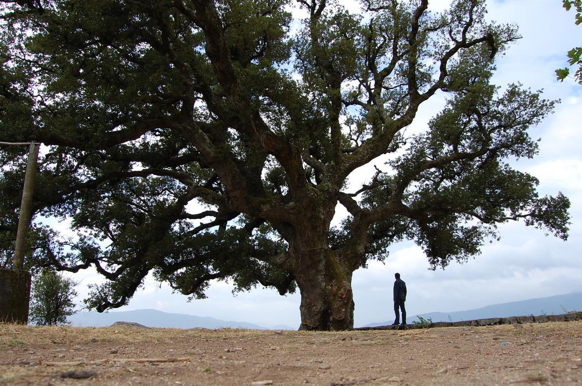 La enorme “sobreira” centenaria del mirador del monte de A Peneda, en Redondela.