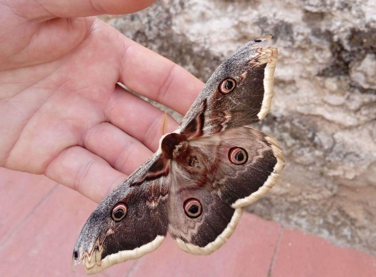 Autographa gamma (Polillas gigante). | ISTOCK