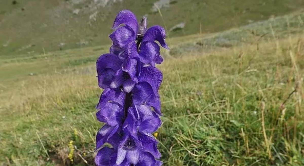 Un exemplar de tora blava al parc del Cadí