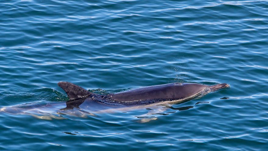 Los delfines llegan &quot;hasta la cocina&quot; en Vilagarcía