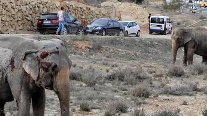 ¿Qué ocurrió con los elefantes de la autovía?