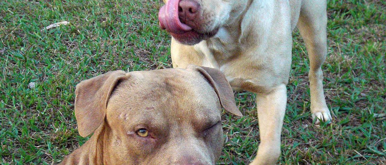 Un pitbull, raza de la que era el perro del acusado.