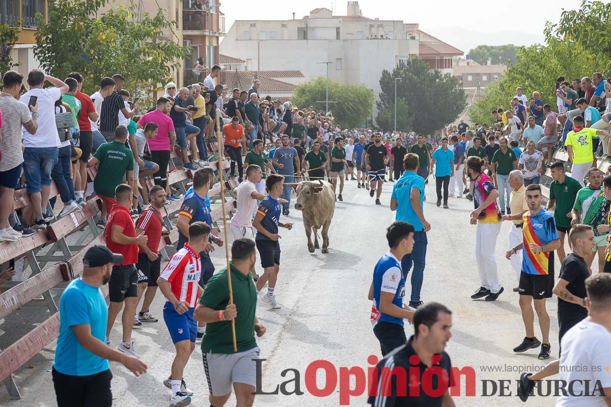 Segundo encierro de la Feria Taurina del Arroz en Calasparra