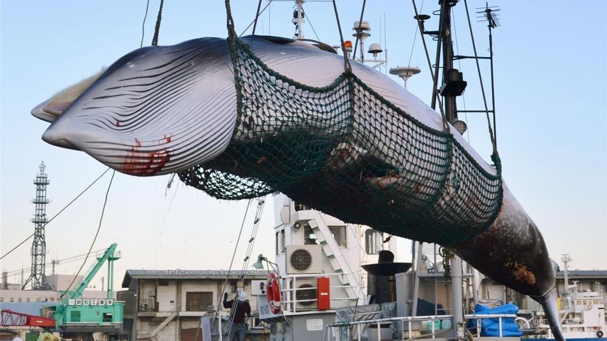 zentauroepp46319816 in this september 2017  photo  a minke whale is unloaded at 181220163245