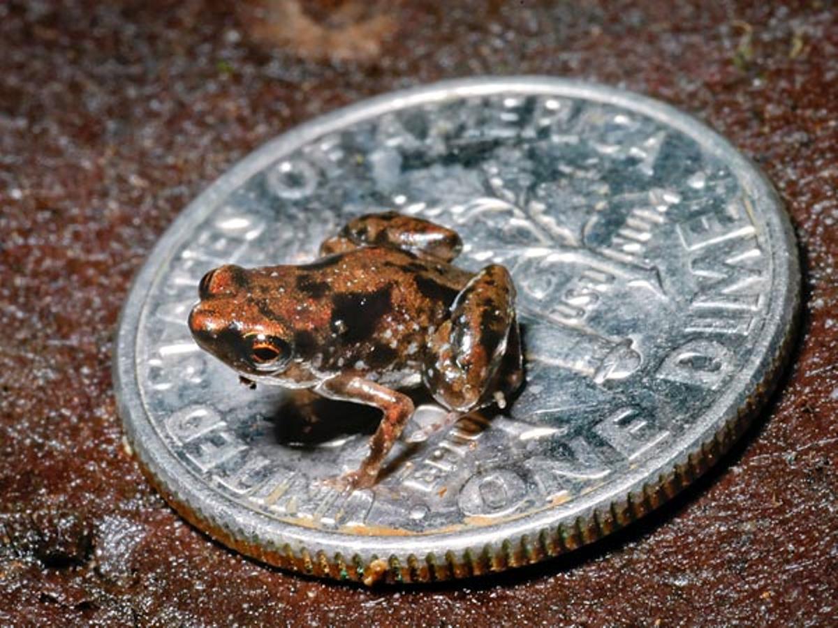 La rana Paedophryne amauensis: es el animal más pequeño del mundo