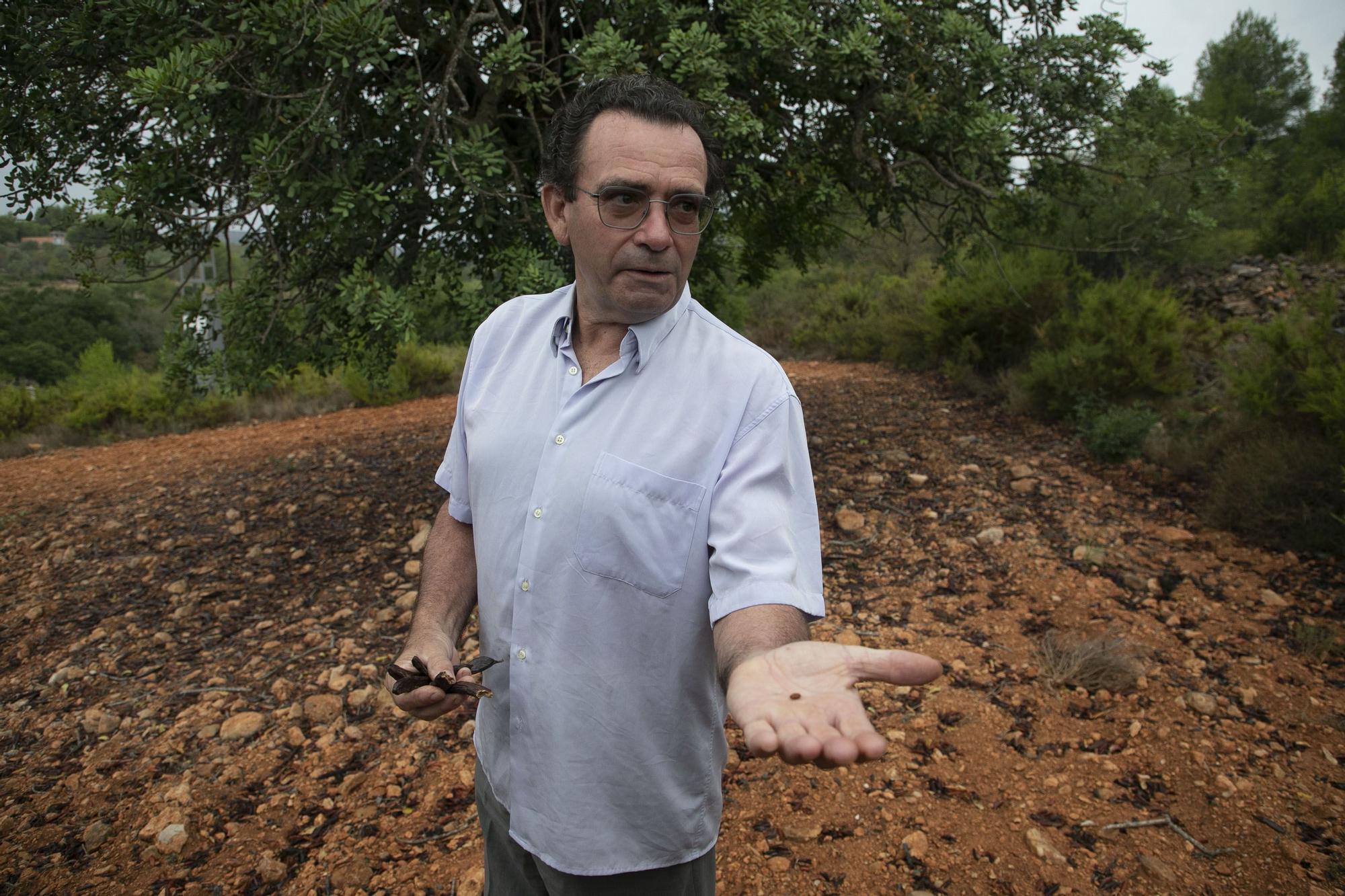 Eduardo Celda, agricultor propietario de algarrobos