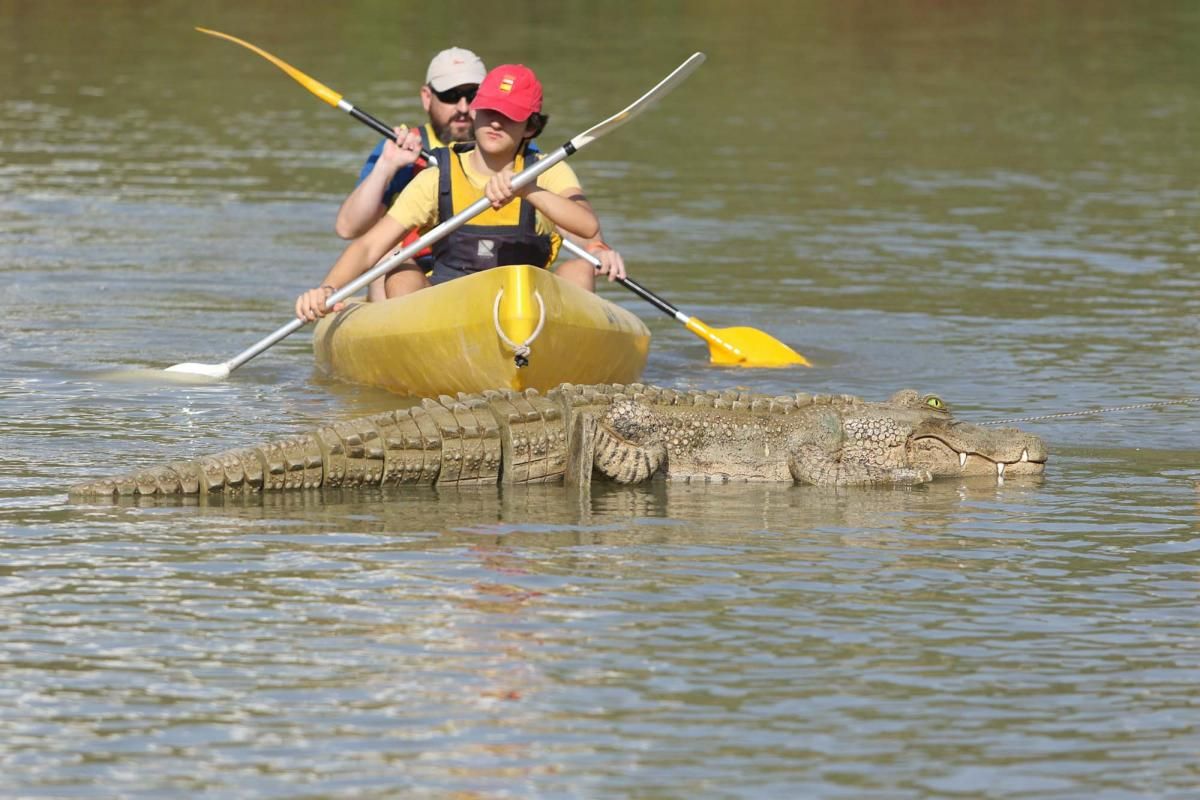 Un caimán por el Guadalquivir