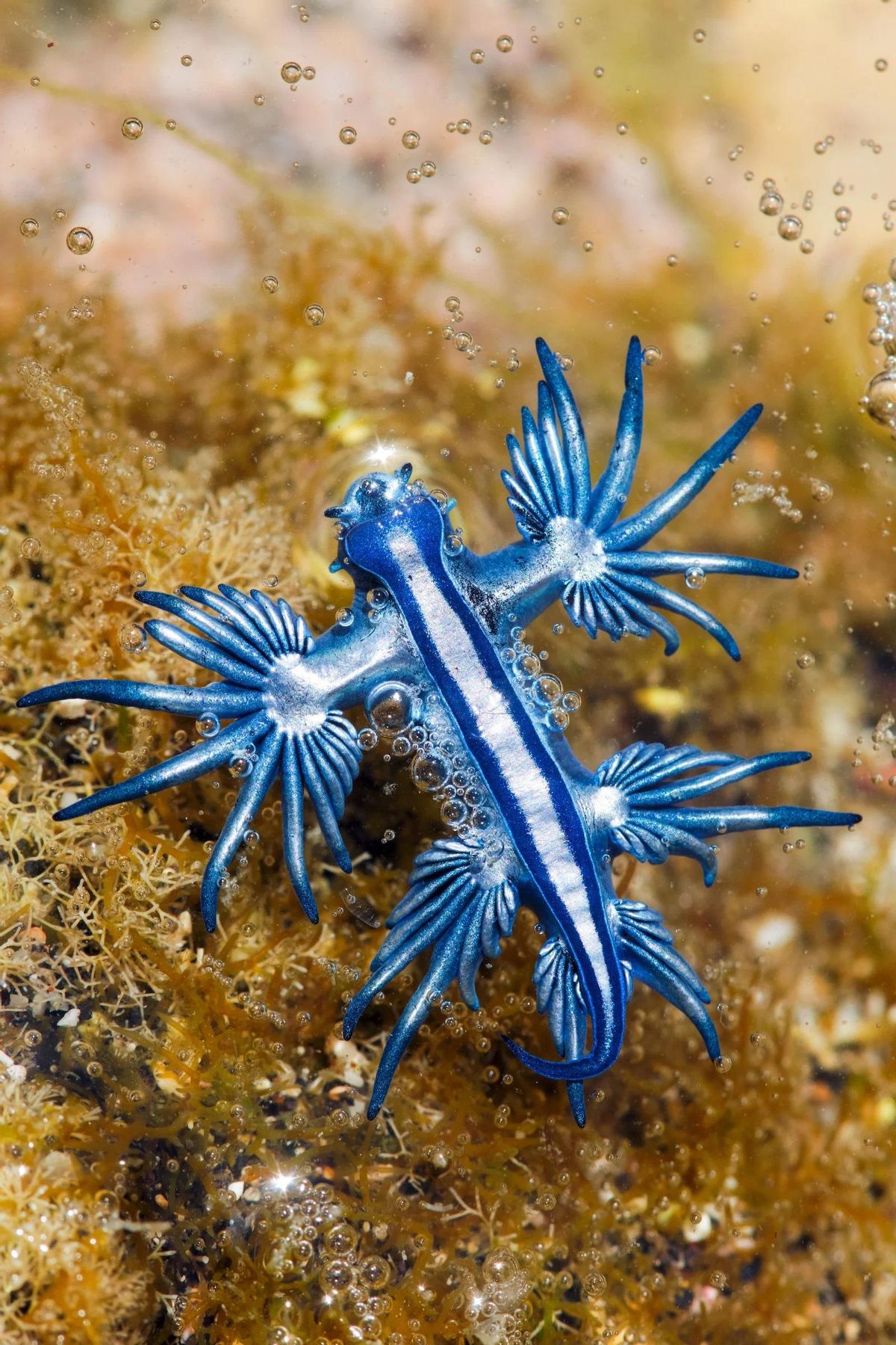 El dragón azul es de una gran vistosidad, pero de pequeño tamaño