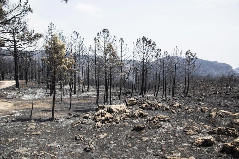 El paraje de El Surar, arrasado por el incendio