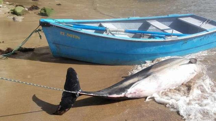 Dos delfines muertos, en la Concha de Artedo y Tazones