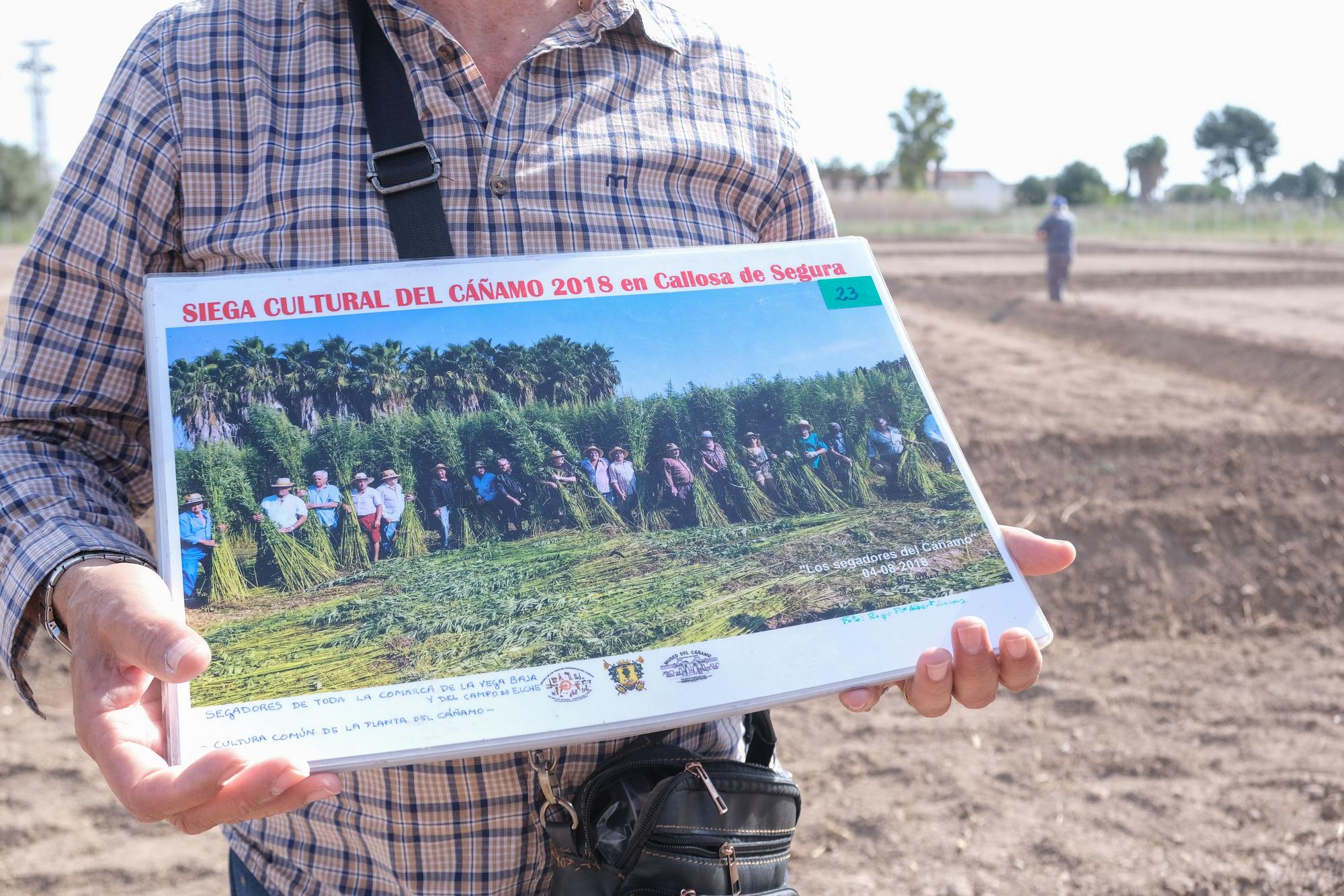 Así es la siembra de cáñamo en Callosa de Segura