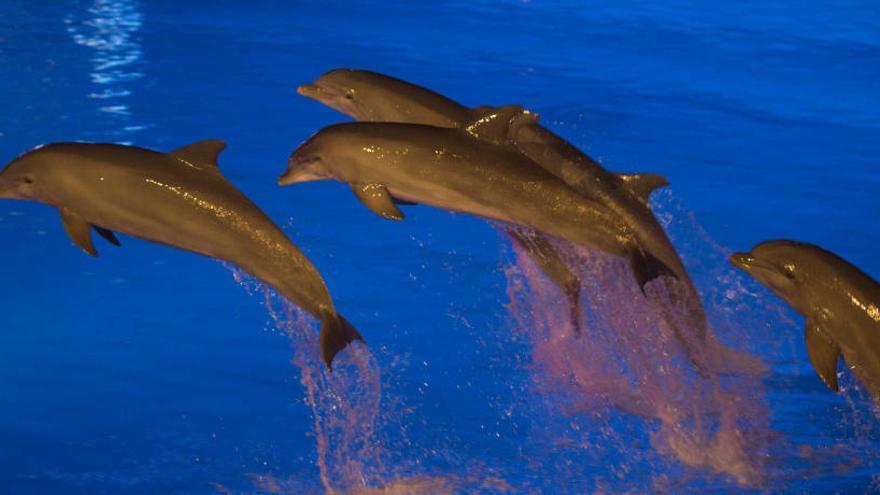 La Fundación Oceanogràfic revoluciona la teoría sobre el buceo de los mamíferos