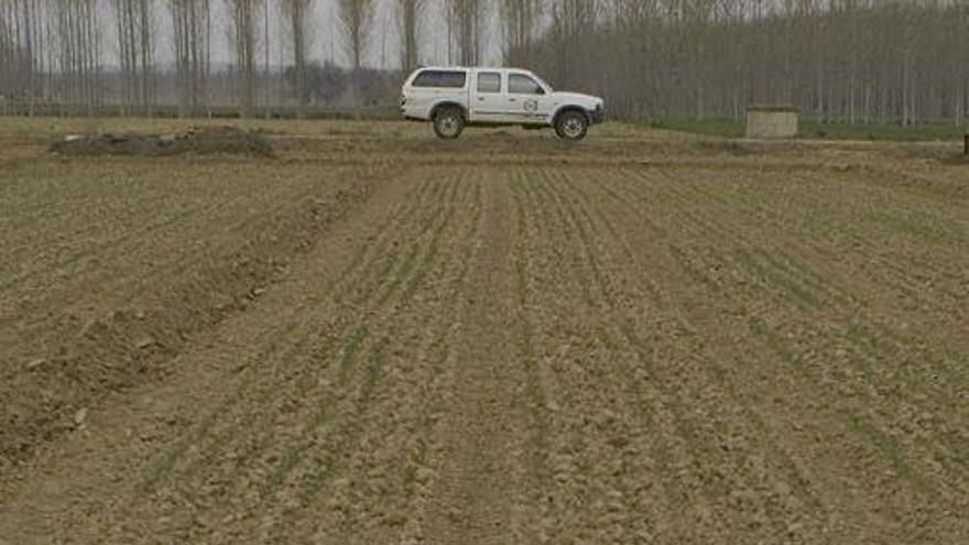 Imagen de un campo de ensayo en la comarca benaventana.