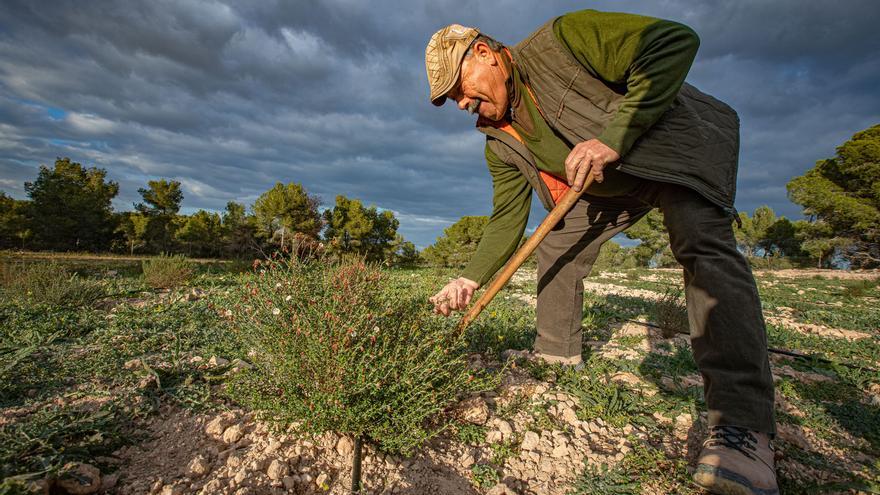 Cultivos exóticos para combatir la agonía agrícola