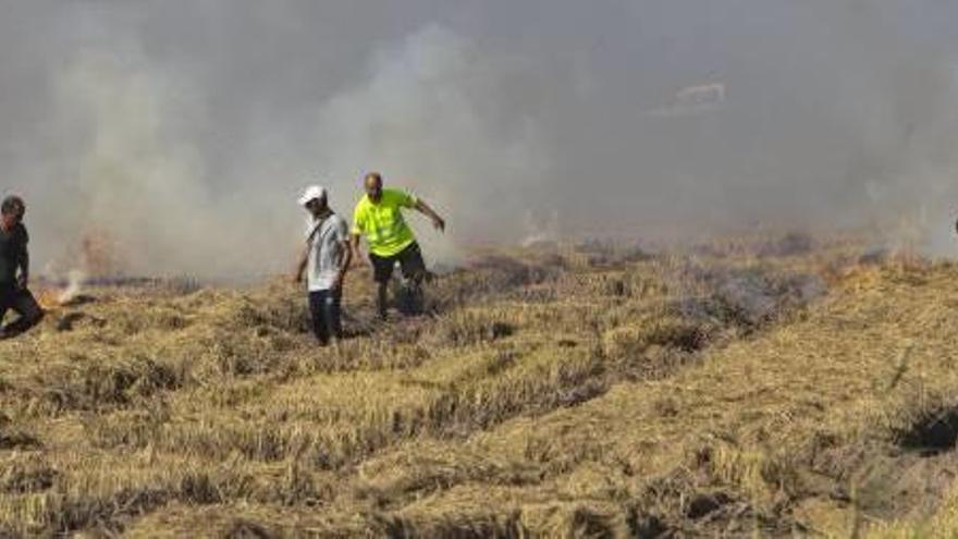 El Consell baraja almacenar la paja del arroz para reciclarla y evitar su quema