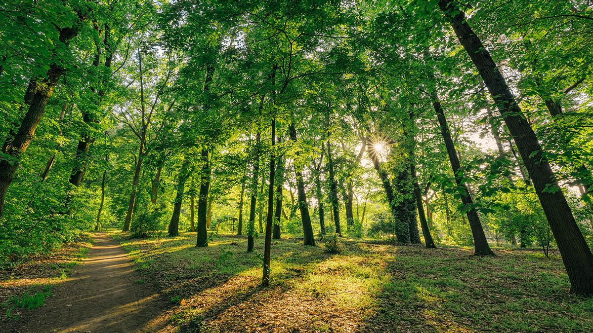 Els arbres estan perdent la  capacitat de fixar CO2