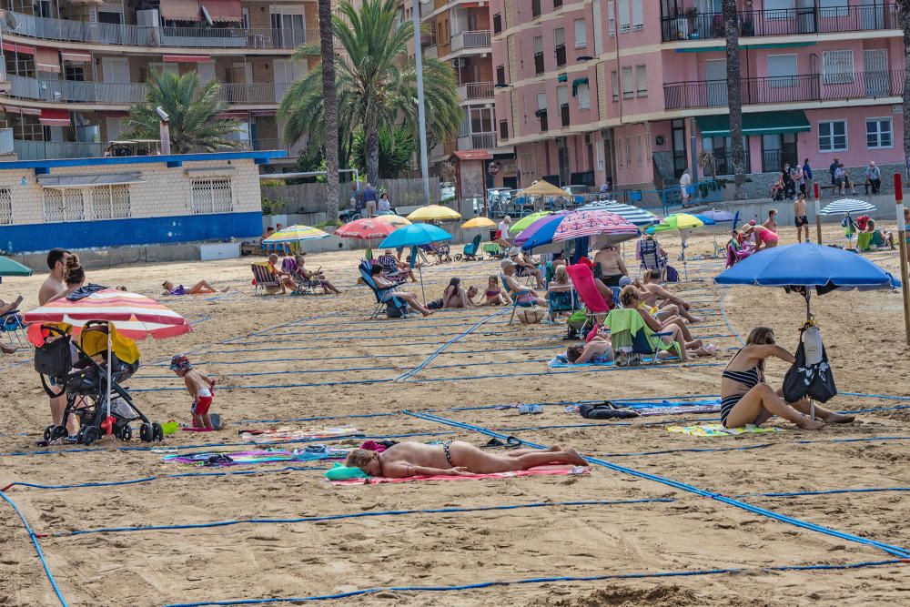 Primer día de baño autorizado en las playas de Torrevieja con arena parcelada y controles de acceso