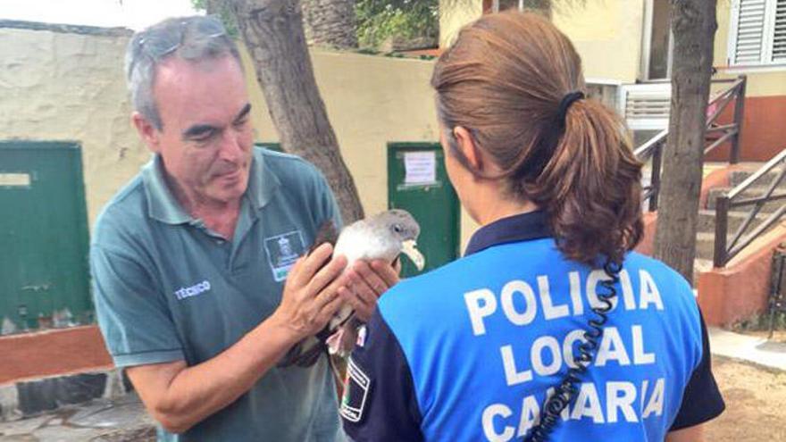 Entrega de una pardela en Tafira