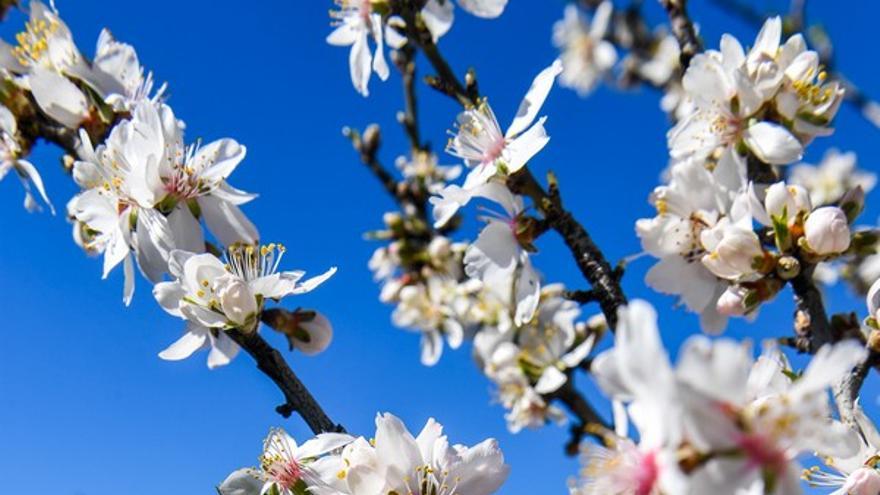 Almendros en flor en la Cumbre de Gran Canaria