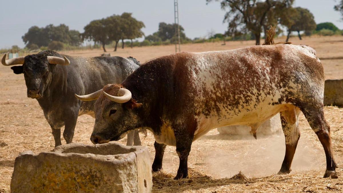 Toros en Mallorca | La corrida de toros en la Monumental de Muro tendrá lugar el domingo 13 de septiembre con cuatro Miura