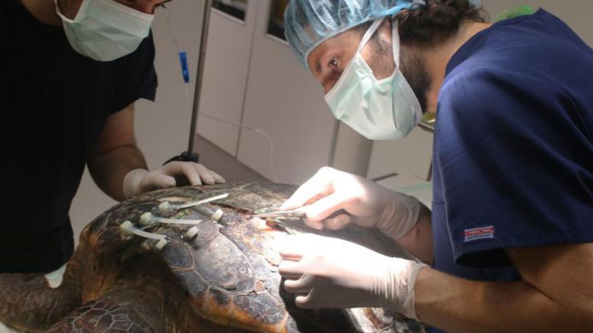 Quinze anys de «l’hospital de tortugues» de l’Oceanogràfic