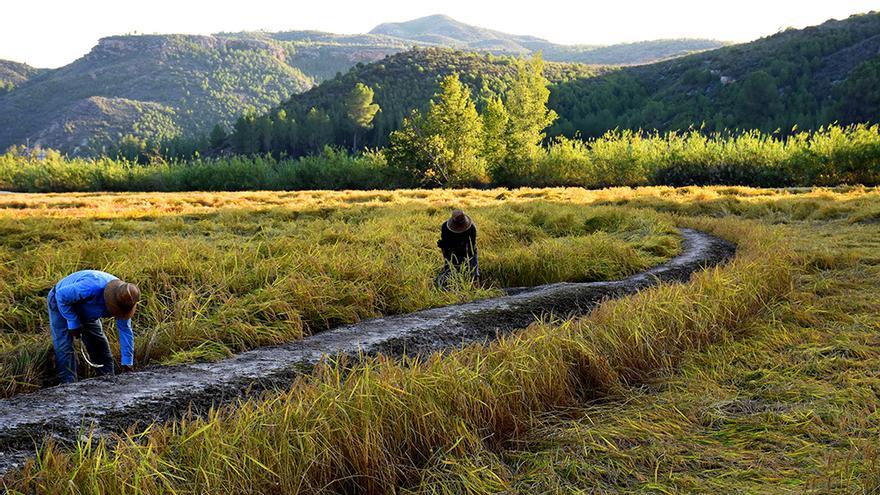 Descubre las rutas del arroz en Calasparra