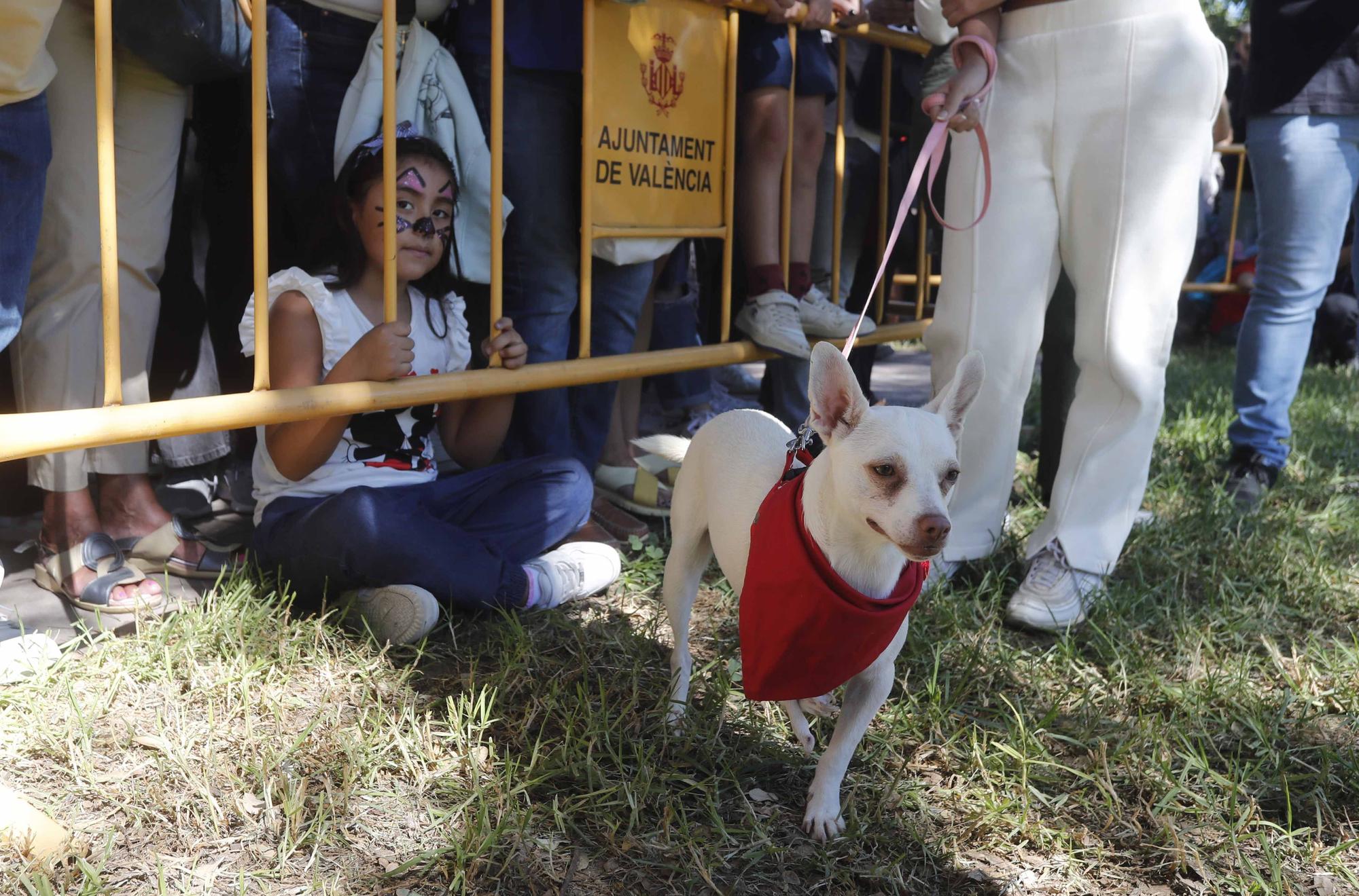 La Feria Animalista de València, en imágenes