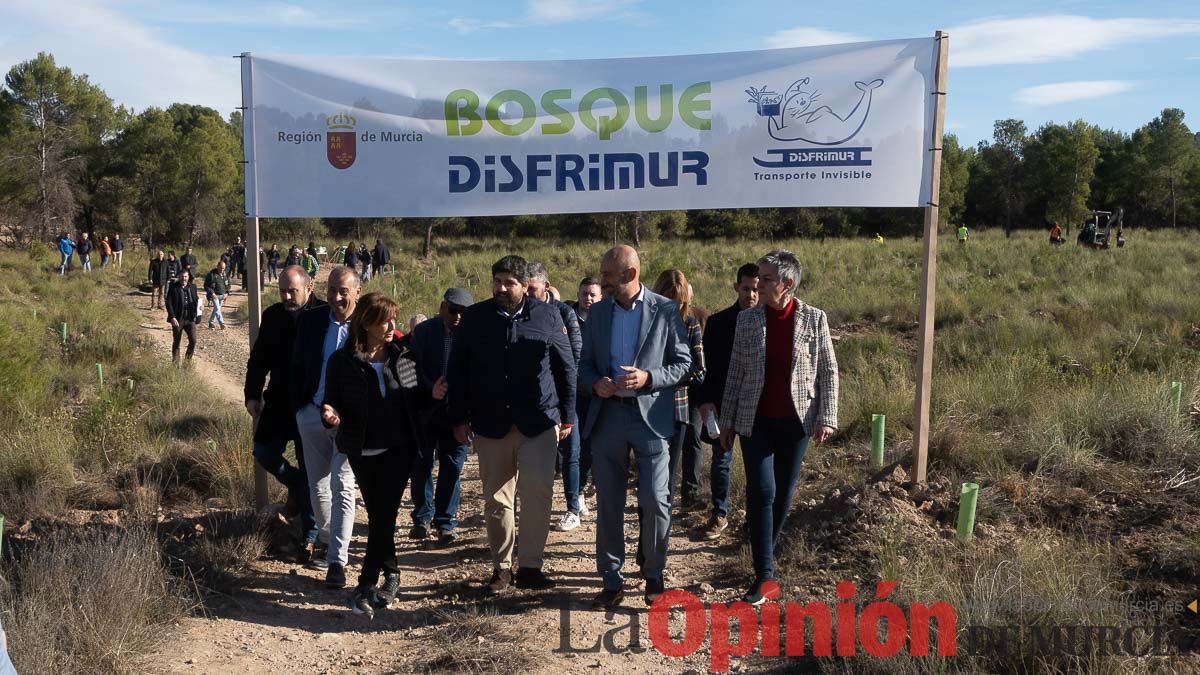 Bosque Disfrimur