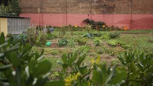 Hort urbà de l’Eixample, Barcelona.