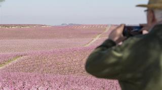 Aitona, el Japón rosado de Catalunya