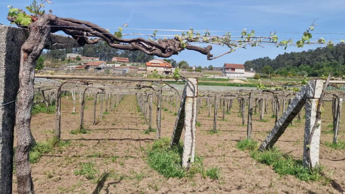 Estado actual del viñedo, en una parcela de Ribadumia.  | // M. MÉNDEZ