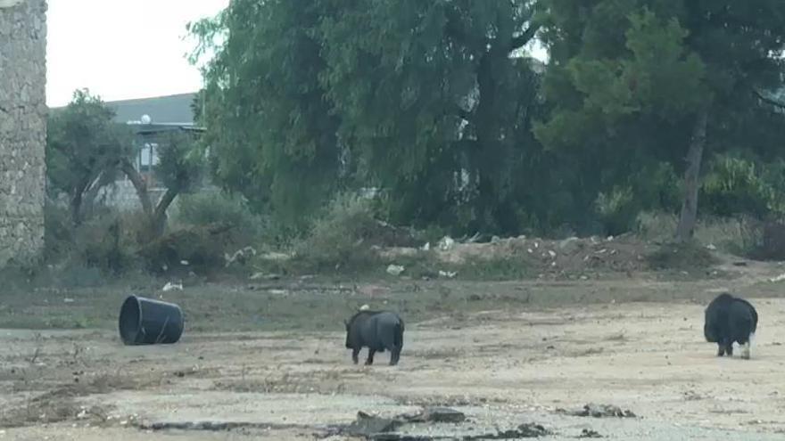 Cerdos vietnamitas en el Cementerio de Alicante