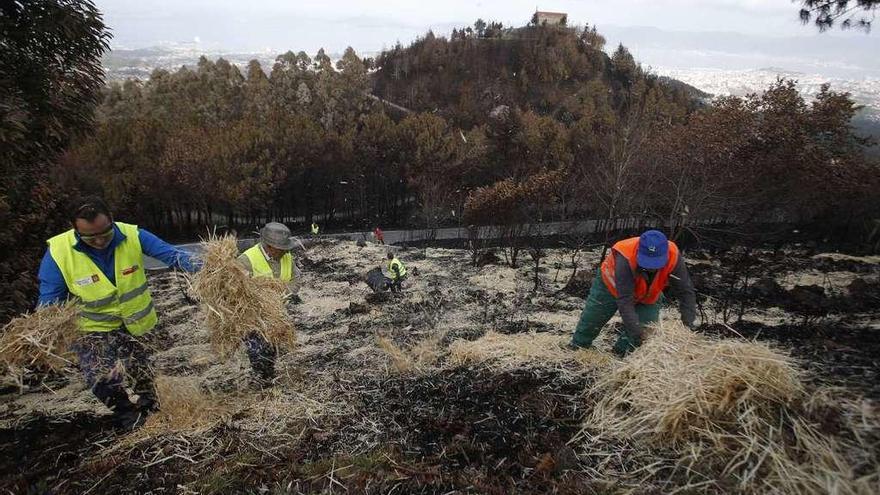 Voluntarios cubren de paja monte quemado en Vigo.